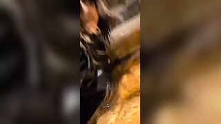 Studygreed AKA Fascist.eth Naked In Peetub Licking Dirty Fat Dude